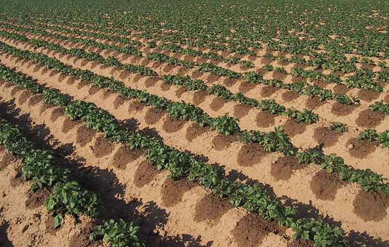 Drip Irrigation Growing crops even in the desert