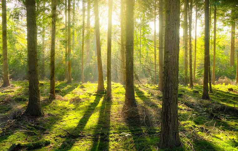 Journey Of Forests Over The Years