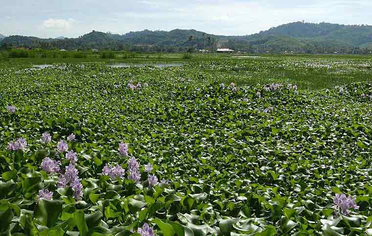 River Purification – Using Plants In Phytoremediation Process